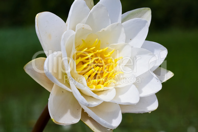 White water lily