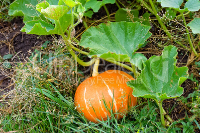 Growing pumpkin in a field