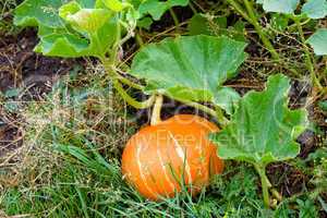 Growing pumpkin in a field