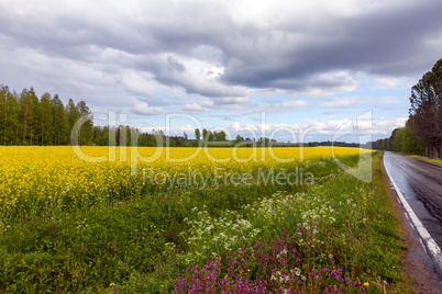 Field of Bright Yellow rapeseed in front of a forest