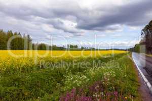 Field of Bright Yellow rapeseed in front of a forest