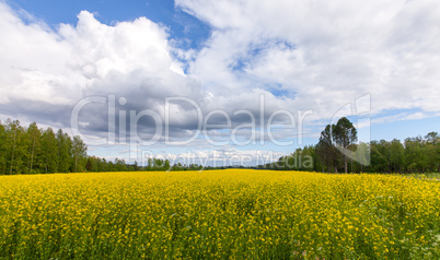 Field of Bright Yellow rapeseed in front of a forest