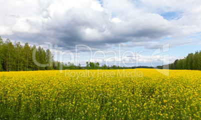 Field of Bright Yellow rapeseed in front of a forest