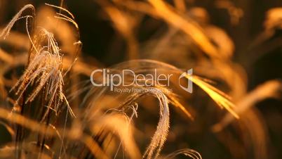 Stipa