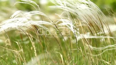 Stipa