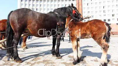 Foal Lick Mother