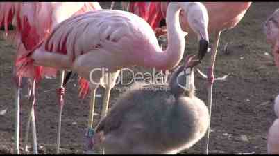 Flamingo feeds youngling