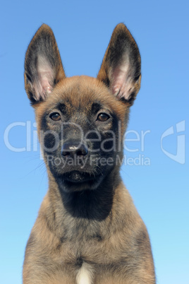 puppy malinois