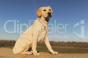 puppy labrador retriever