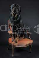 rottweiler on an armchair