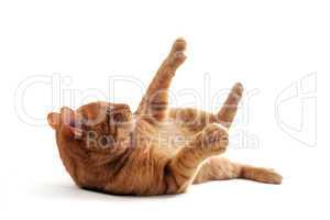 cat rolling over