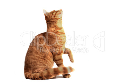 ginger cat