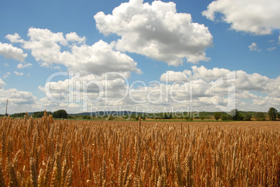 Wheat field