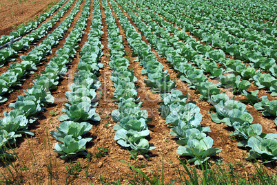 Cabbage field