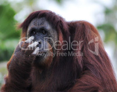 Orangutan (Pongo pygmaeus) portrait