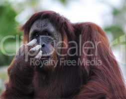 Orangutan (Pongo pygmaeus) portrait