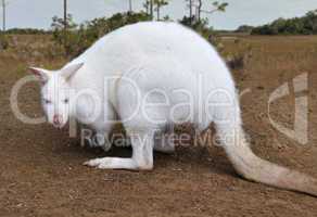 Albino Kangaroo