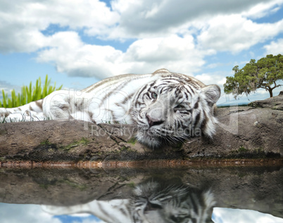 White Tiger