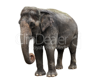 Asian Elephant