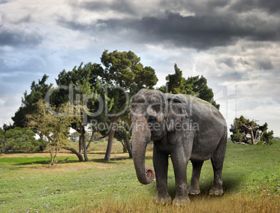 Asian Elephant