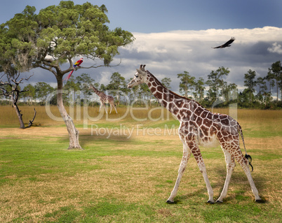 Landscape With Giraffes