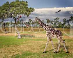 Landscape With Giraffes