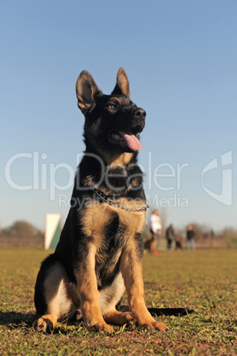 puppy german shepherd