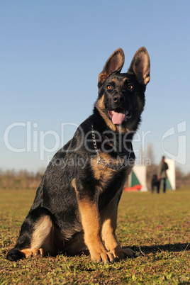 puppy german shepherd