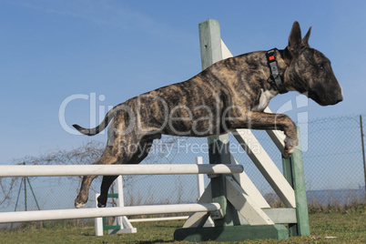 jumping bull terrier