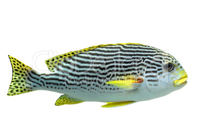 Plectorhinchus lineatus