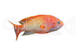 Anthias fish