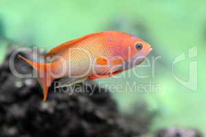 Anthias fish