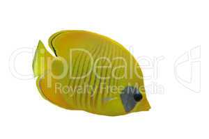 Masked butterflyfish (chaetodon larvatus)