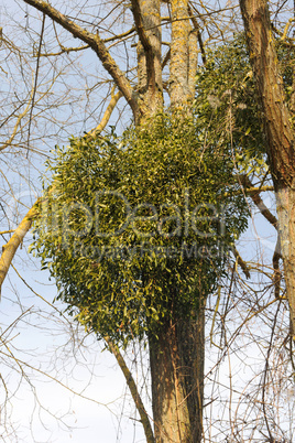 Mistletoe plants - Viscum album