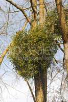 Mistletoe plants - Viscum album