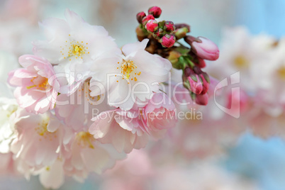 japanese cherry blossom