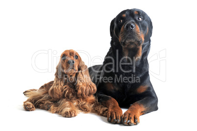 english cocker and rottweiler