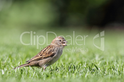 Haussperling (Passer domesticus); House Sparrow (Passer domesticus)