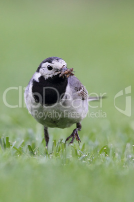 Bachstelze (Motacilla alba); White Wagtail (Motacilla alba)