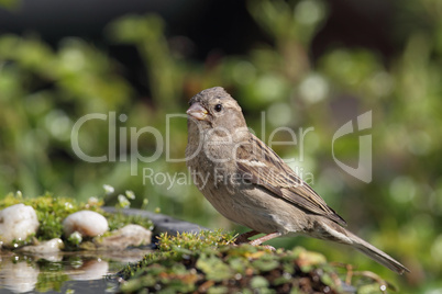 Haussperling (Passer domesticus); House Sparrow (Passer domesticus)