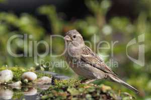 Haussperling (Passer domesticus); House Sparrow (Passer domesticus)