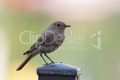 Hausrotschwanz (Phoenicurus ochruros); Black Redstart (Phoenicurus ochruros)