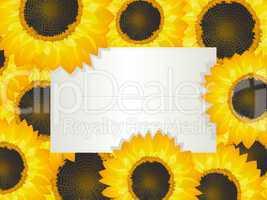 Sunflowers card