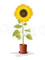 Potted sunflower