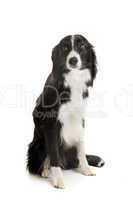 border collie