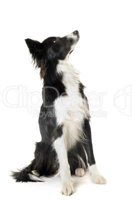 border collie