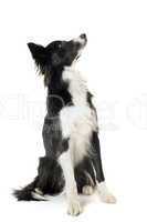 border collie