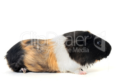 Guinea pig