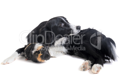 border collie and guineo pig