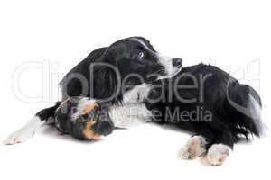 border collie and guineo pig
